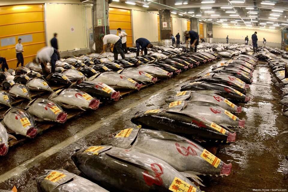 Bluefin tuna for sale in Japan