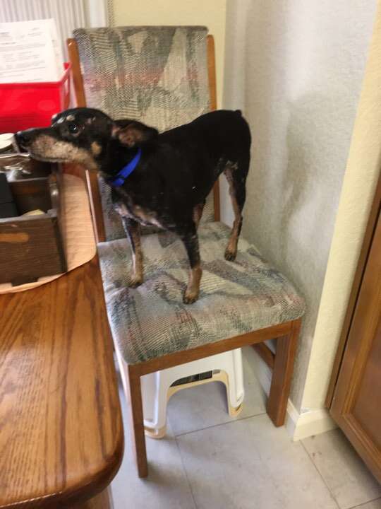 Rescue dog standing on chair