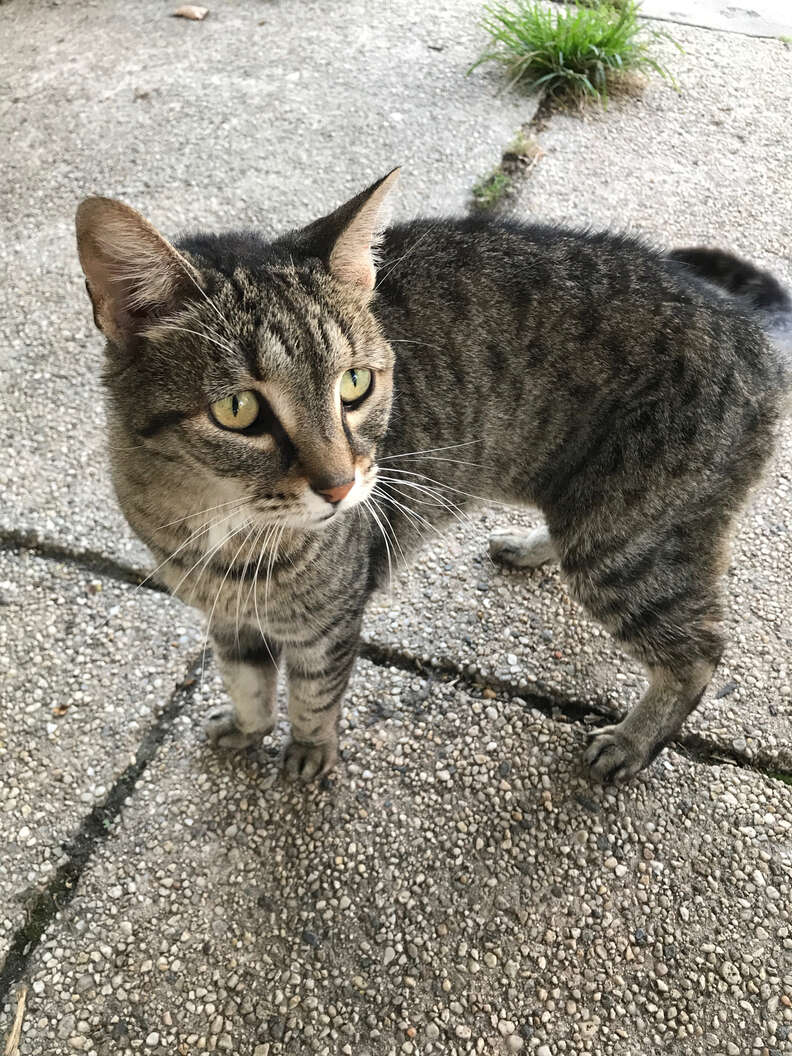 Angriest-Looking Stray Cat Is Actually A Total Sweetie - The Dodo