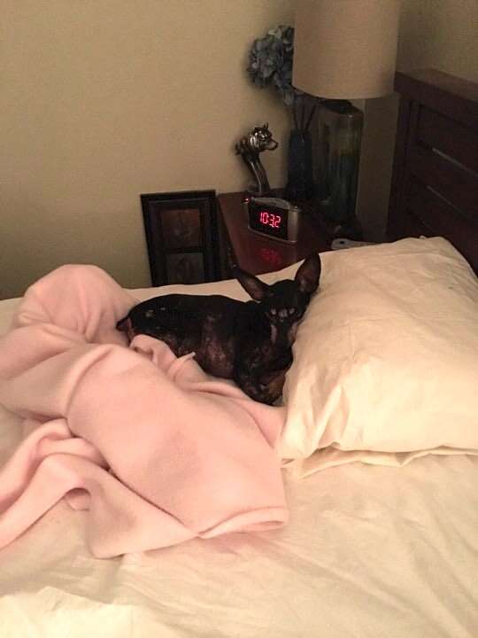 Rescue dog sleeping on bed