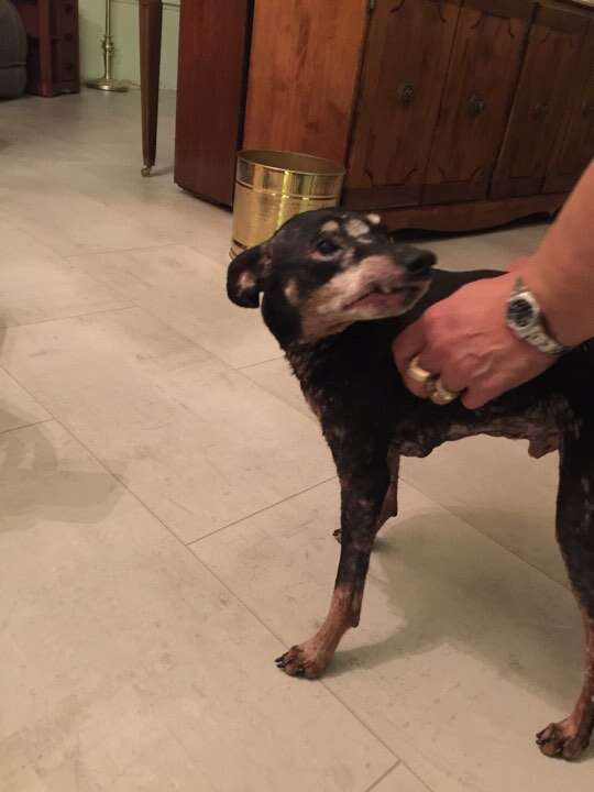 Woman petting rescue dog