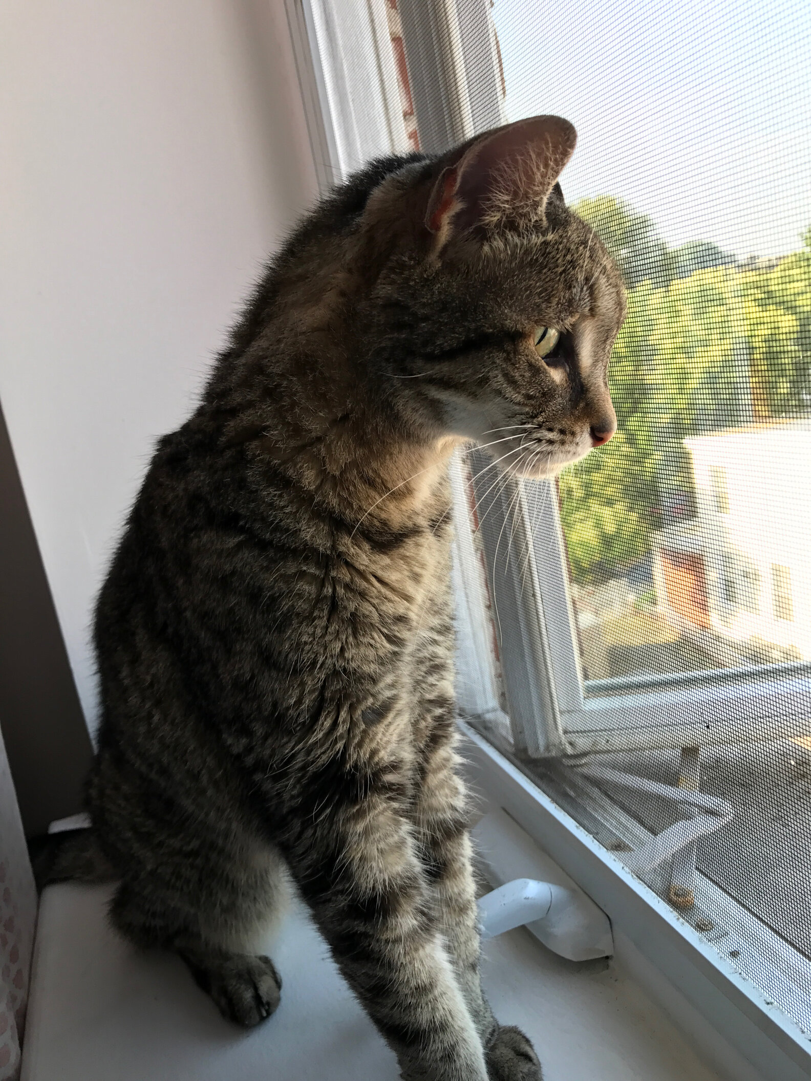 What To Do If You Find A Stray Cat The Dodo