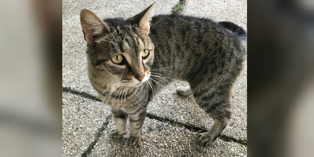 What To Do If You Find A Stray Cat - The Dodo