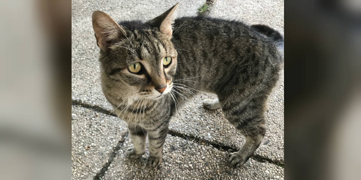 Angriest-Looking Stray Cat Is Actually A Total Sweetie - The Dodo