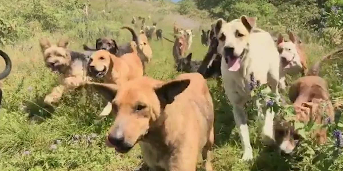 Hundreds Of Dogs Live At This Sanctuary In Costa Rica - Videos - The Dodo