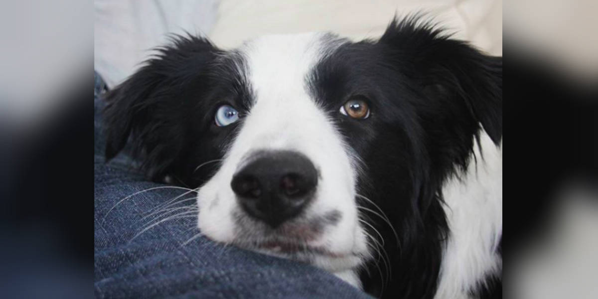 different colored eyes dogs