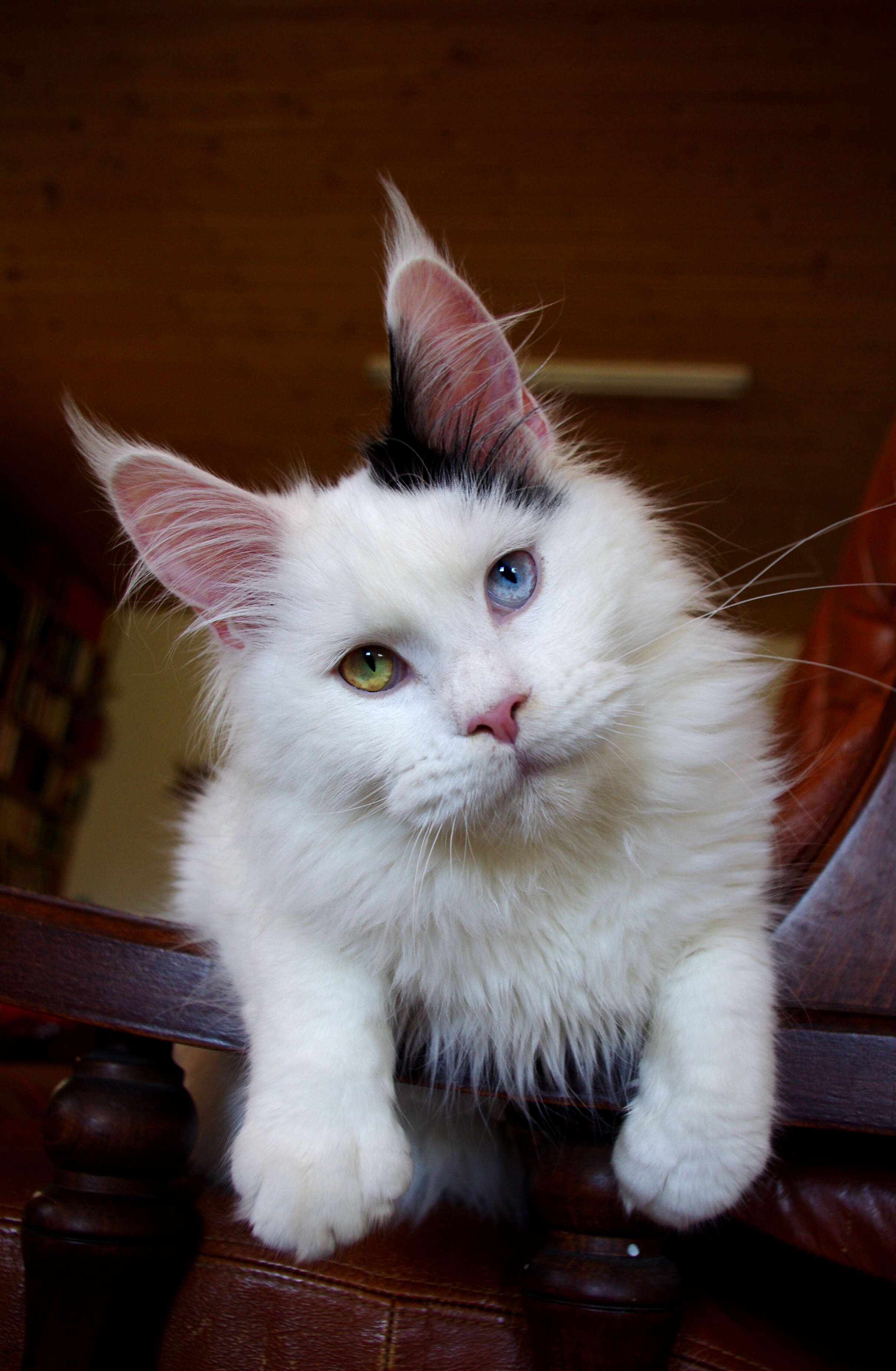 two colored eyes cat