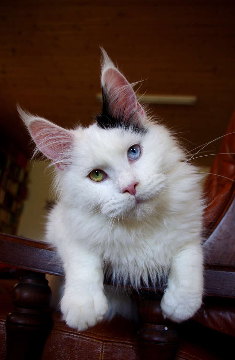 White kitten with two different deals colored eyes