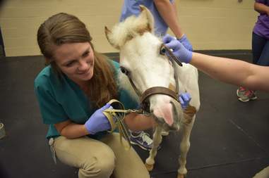mini horse prosthetic