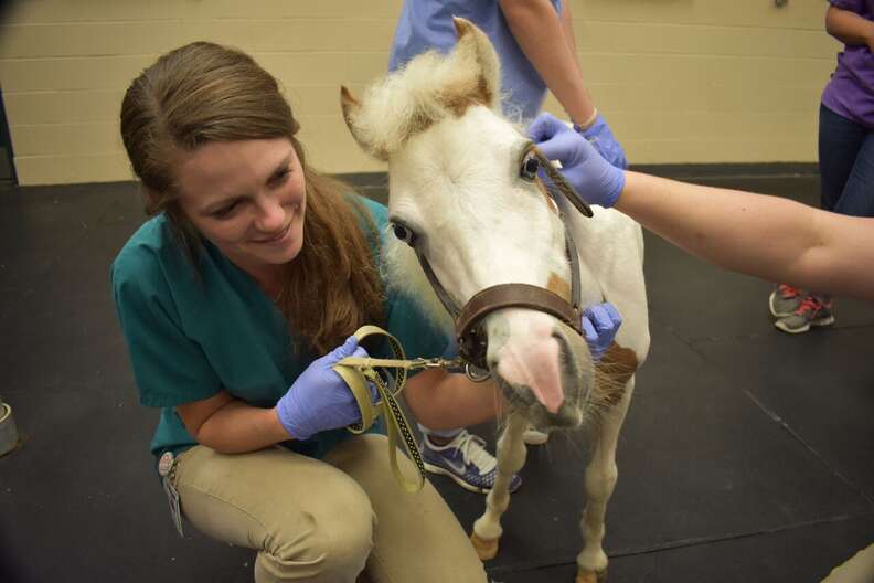 mini horse prosthetic