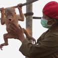 Baby Orangutan Kept As A Pet Is Finally Safe Now 