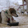 Sled Dogs Forced To Give Rides Live Outside Their Whole Lives