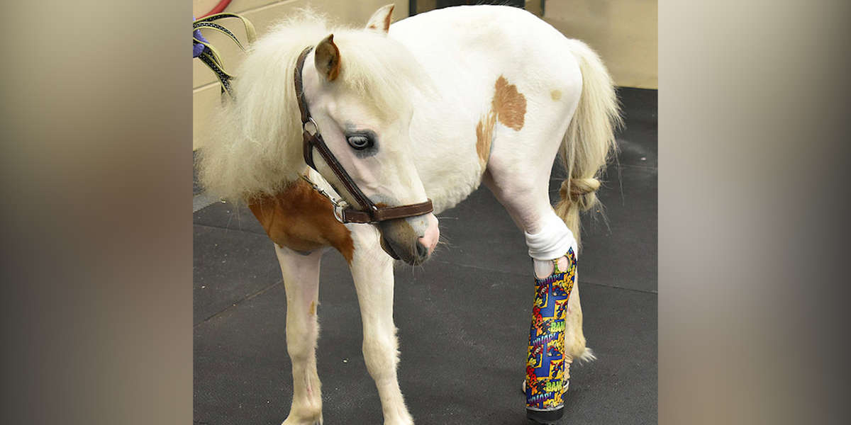 Mini Horse With 3 Legs Learns To Walk On Prosthetics The Dodo