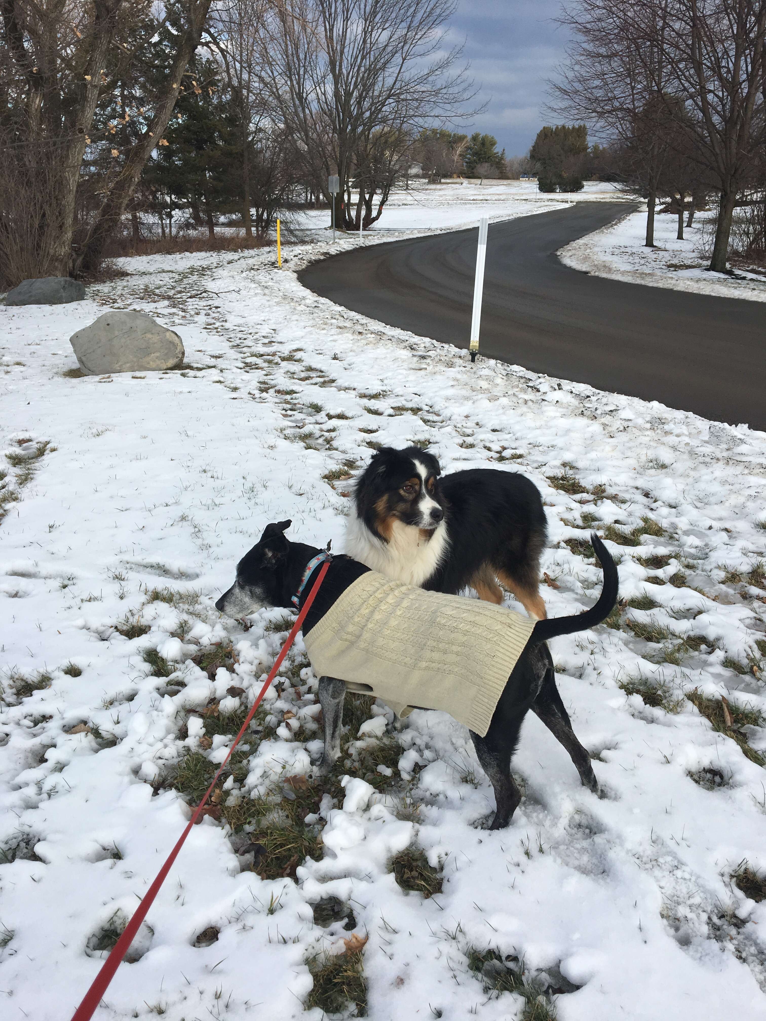 dog visits his friend every day