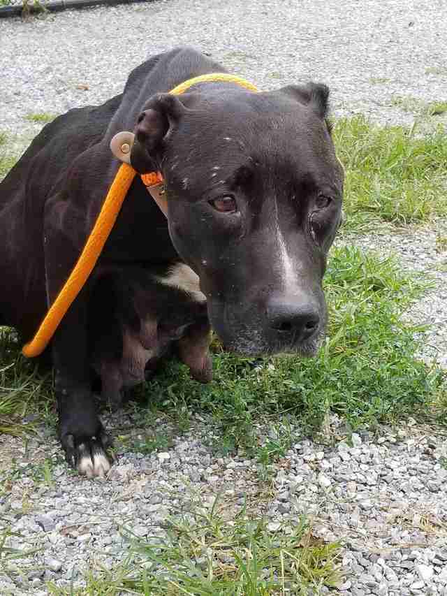 Very Pregnant Dog Was Abandoned At Shelter By A Breeder - The Dodo