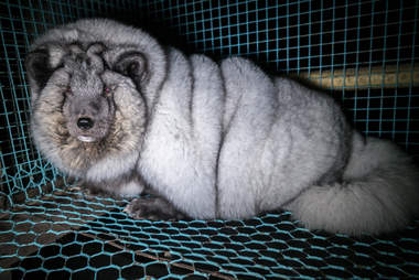 'Monster' fox at fur farm