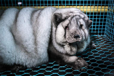'Monster' fox at fur farm