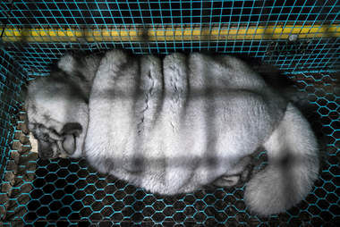 'Monster' fox at fur farm