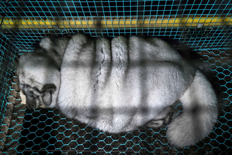 'Monster' fox at fur farm