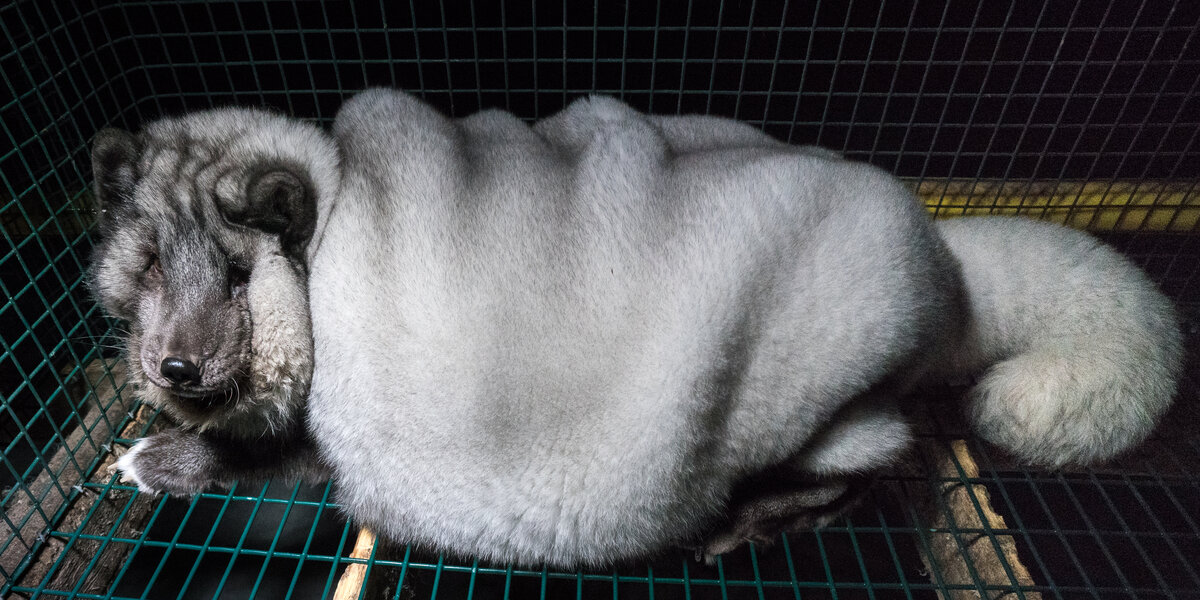 In Their Fur: The Lives of Foxes Saved From Fur Farms