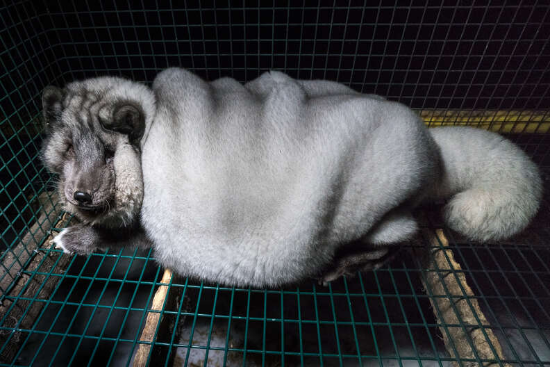 'Monster' fox at fur farm