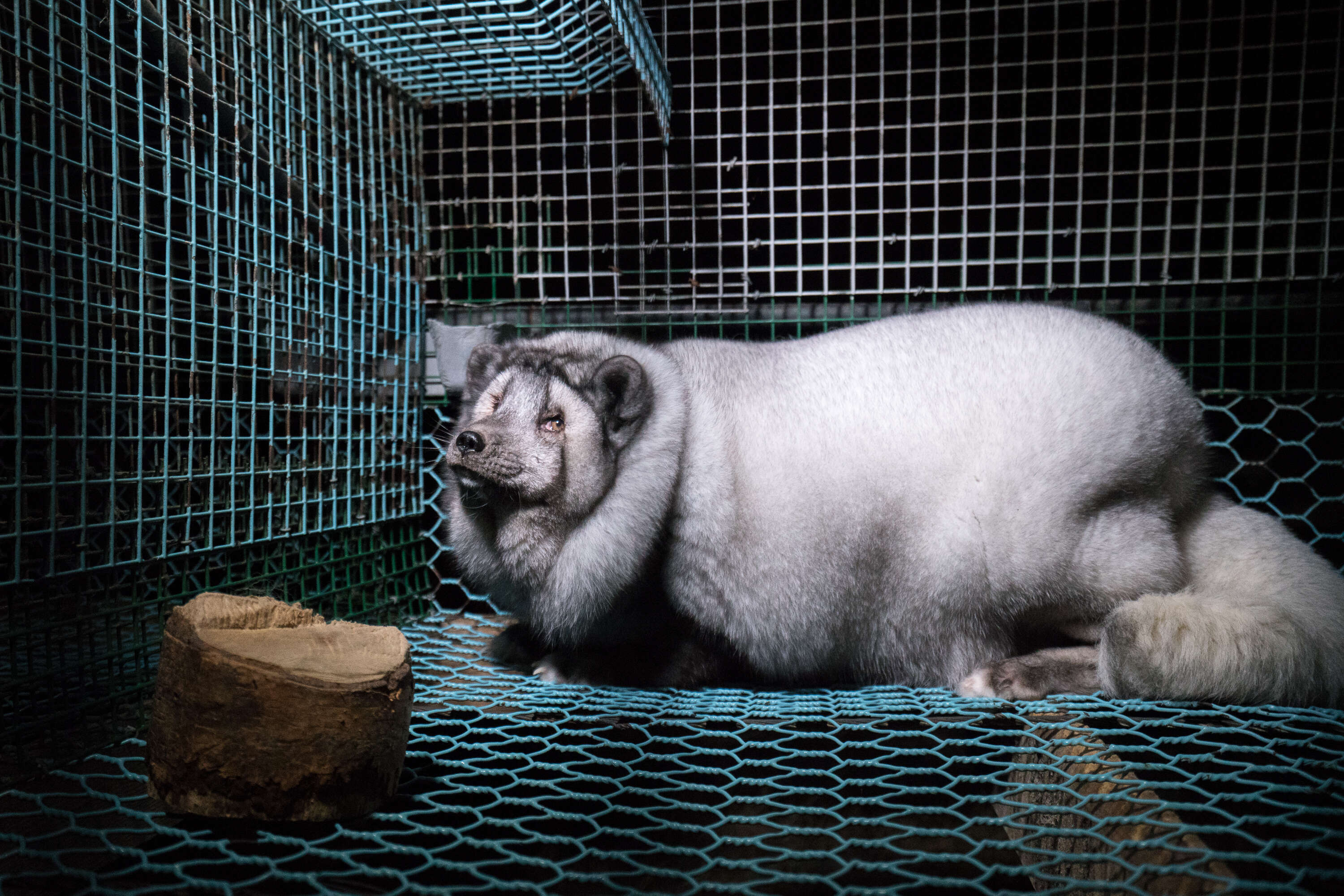 'Monster' fox at fur farm