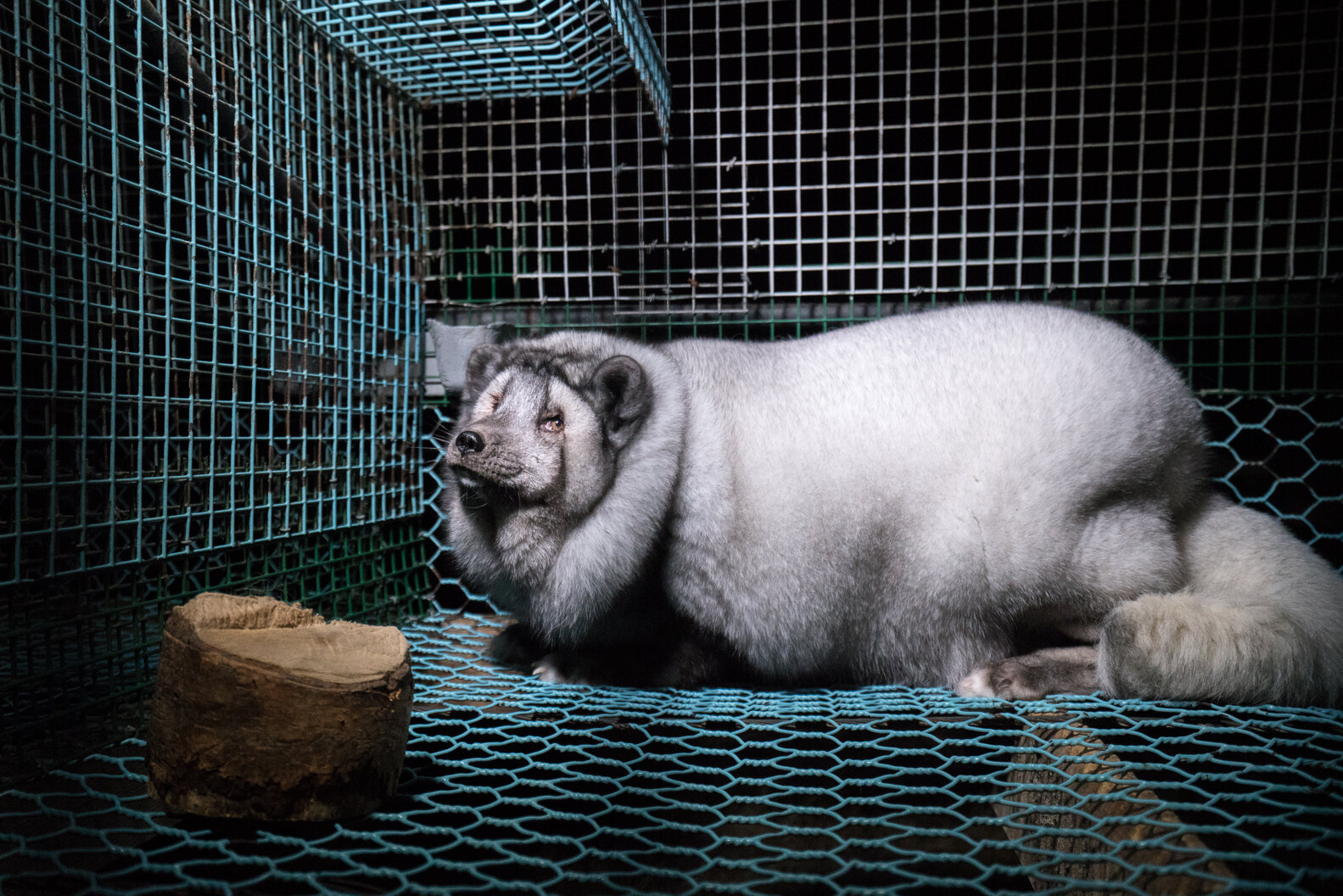Monster Foxes Are Being Bred To Produce More Fur - The Dodo