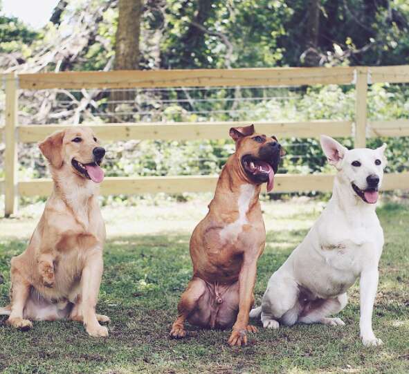 tripawd squad