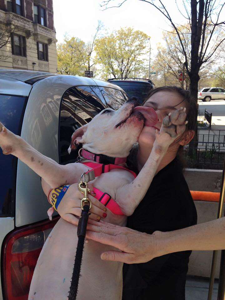 Rescue dog licking woman