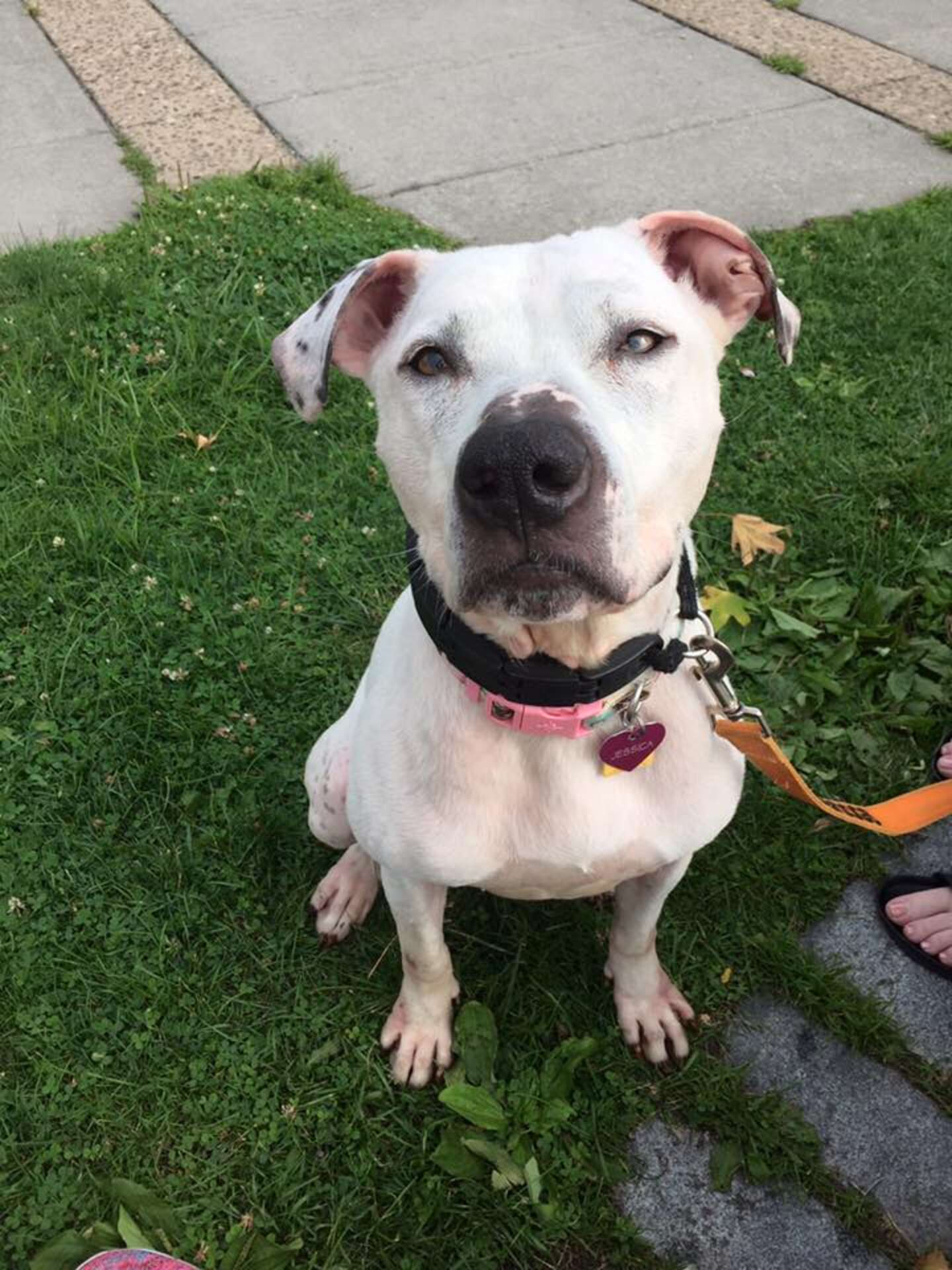 Shelter Dog Has Waited Her Whole Life For A Real Home - The Dodo