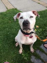 Shelter dog on leash