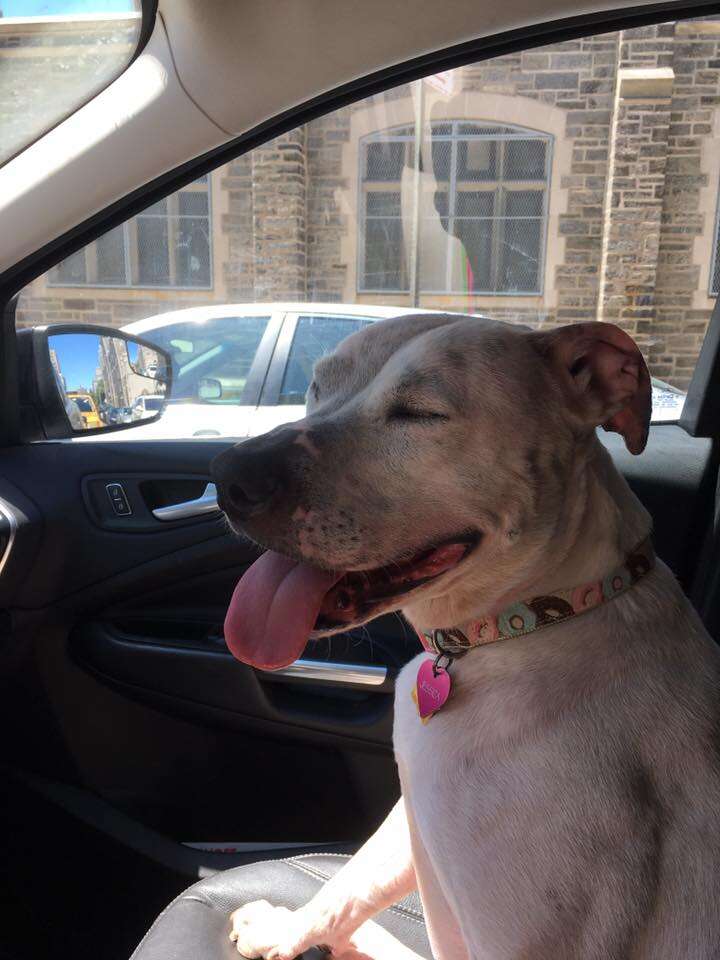 Rescue dog in car