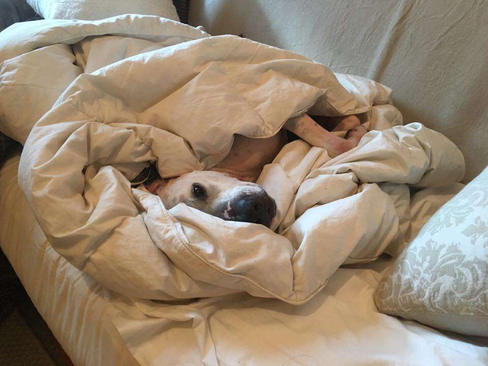 Rescue dog snuggling in bed