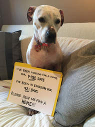 Shelter dog who needs home