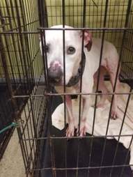Sad dog in kennel