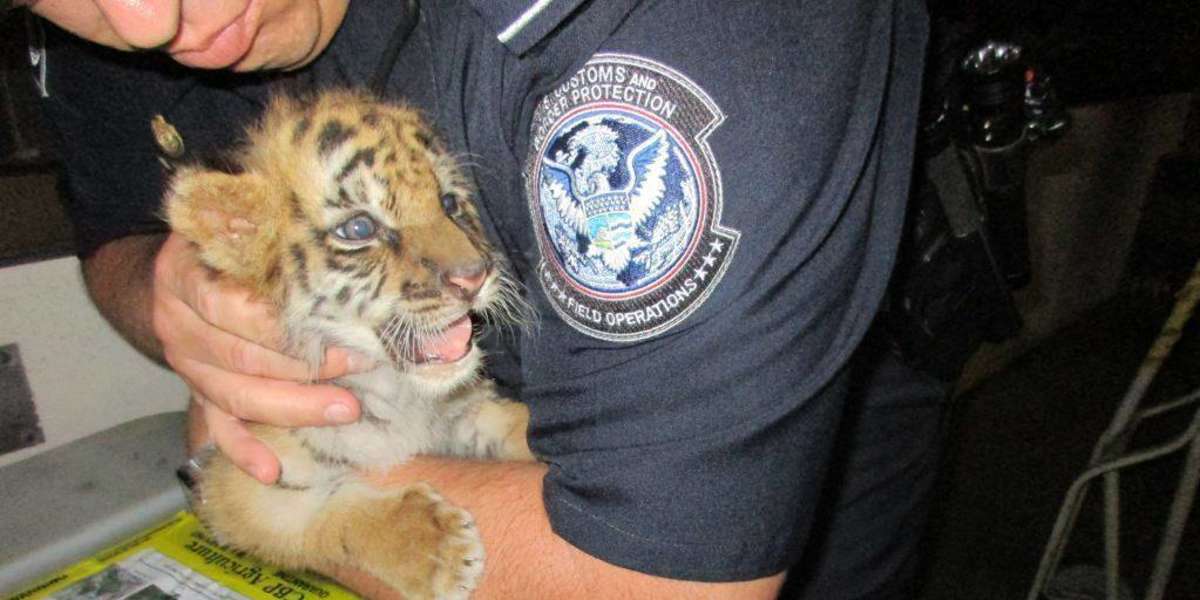 Baby Tiger Rescued At The US Mexico Border - The Dodo