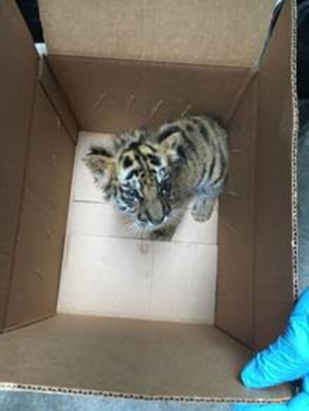 Baby Tiger Rescued At The US Mexico Border - The Dodo