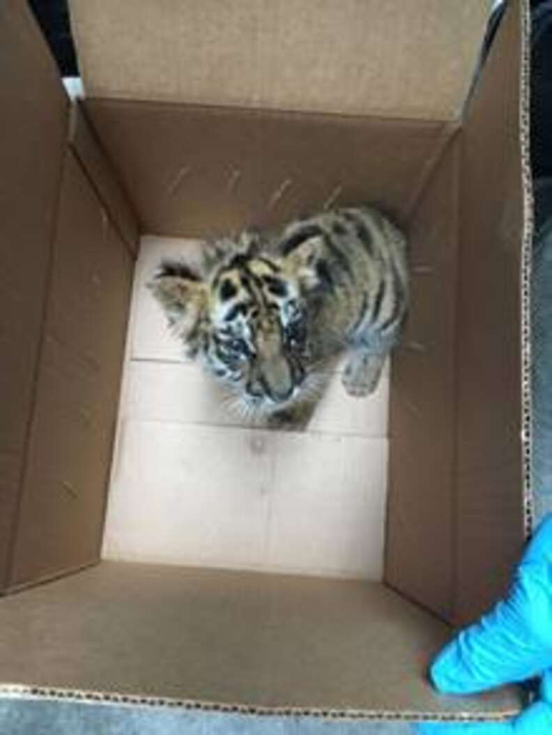 Video: Adorable Baby Tiger Being Smuggled Into US From Mexico Rescued