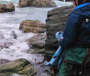 seal rescue