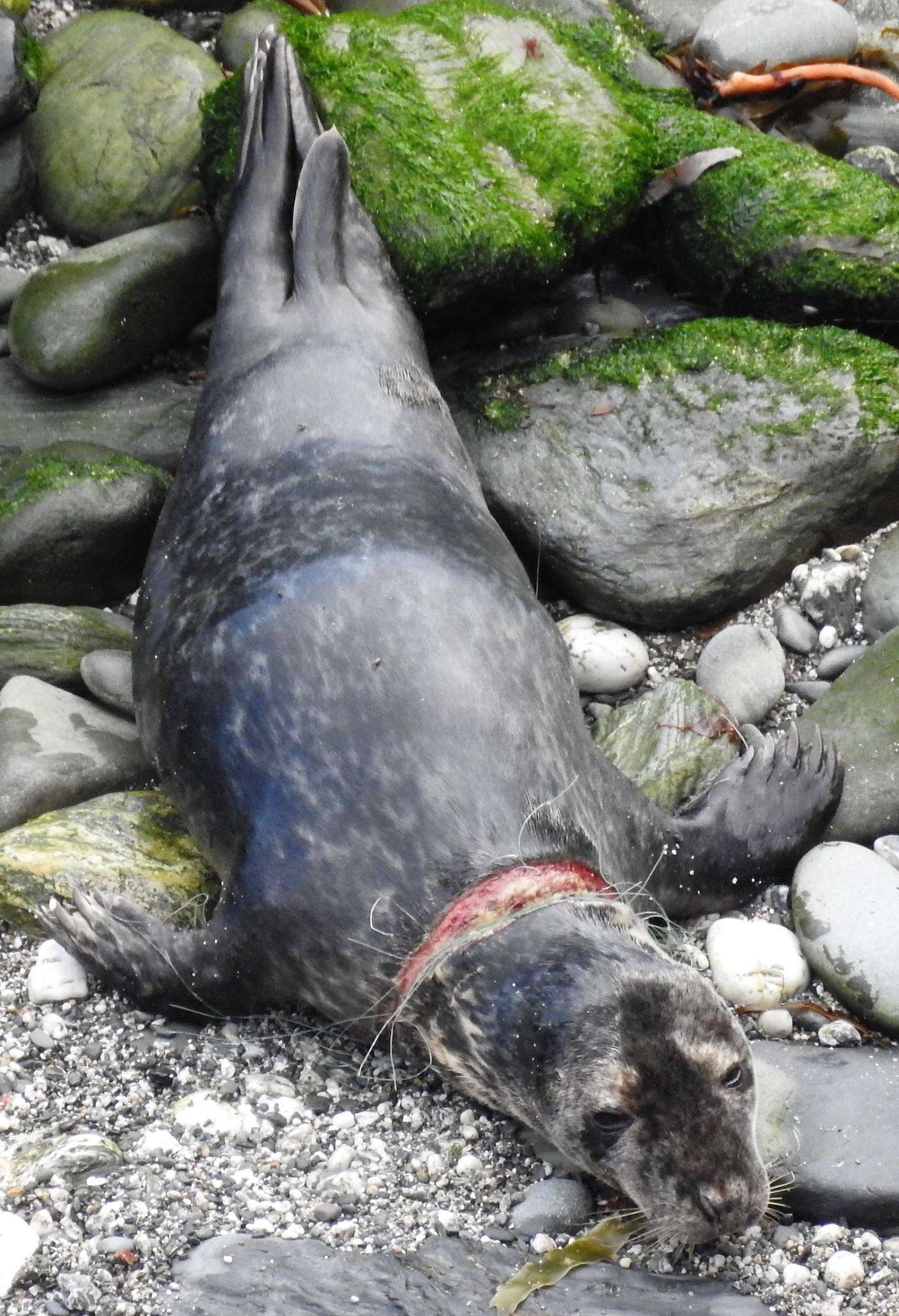 seal rescue