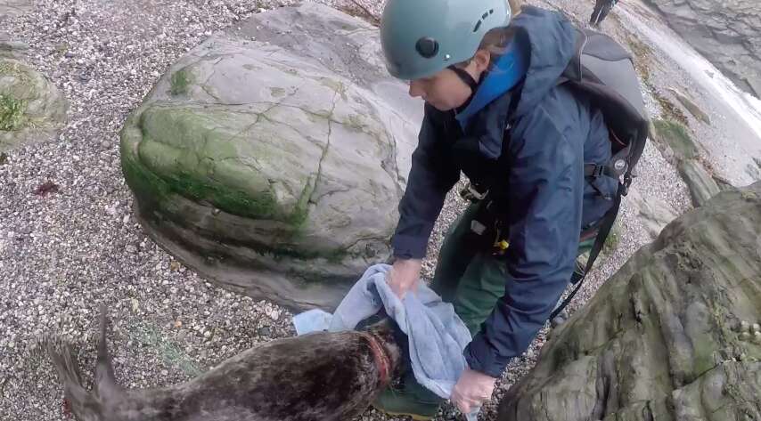 seal rescue
