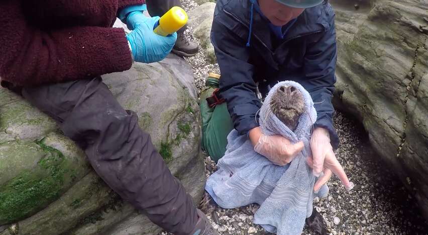 seal rescue