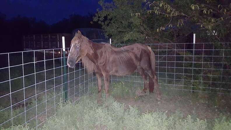 Horse saved from being shipped to slaughter