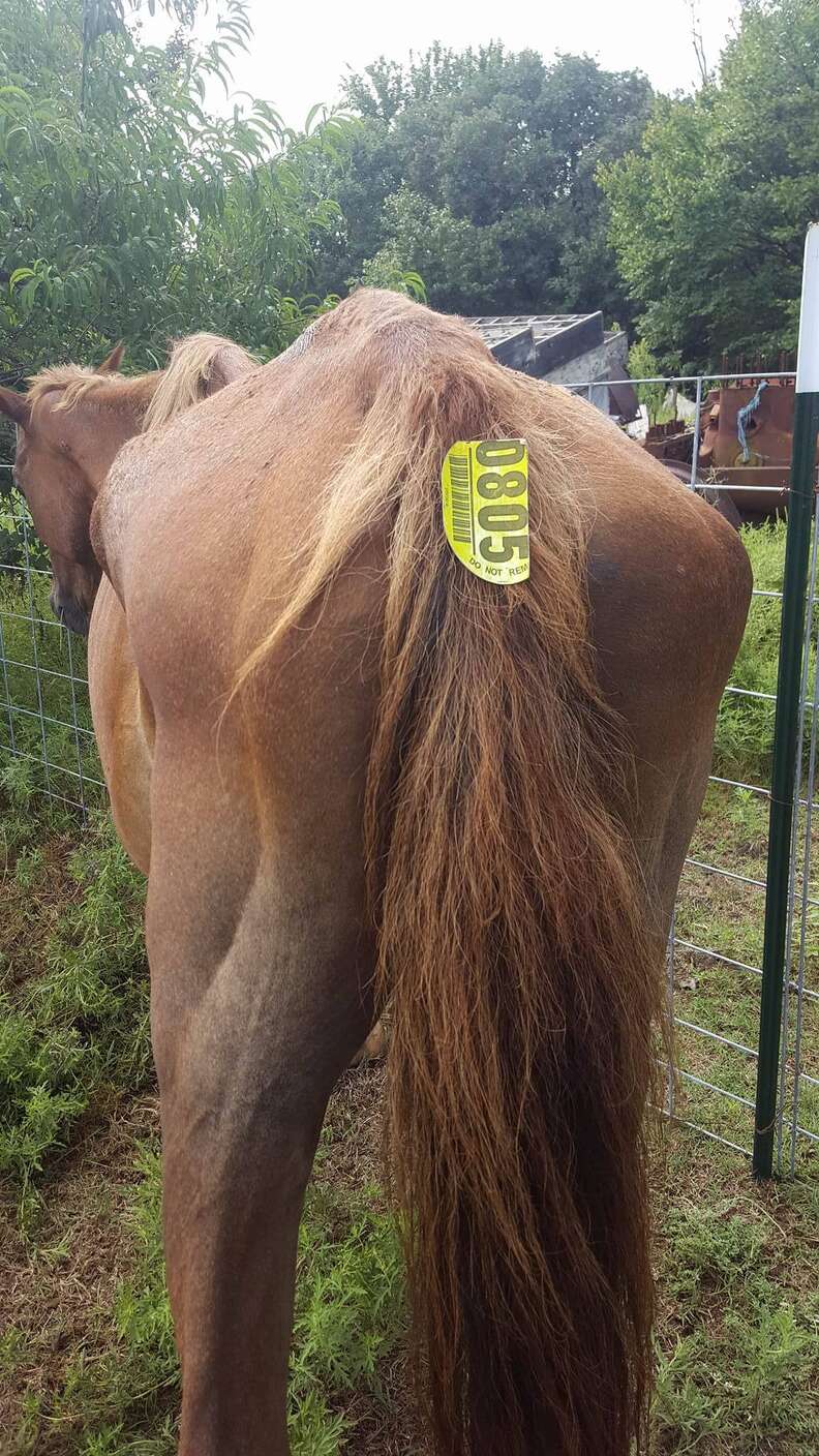 Skinny horse about to be shipped to slaughter