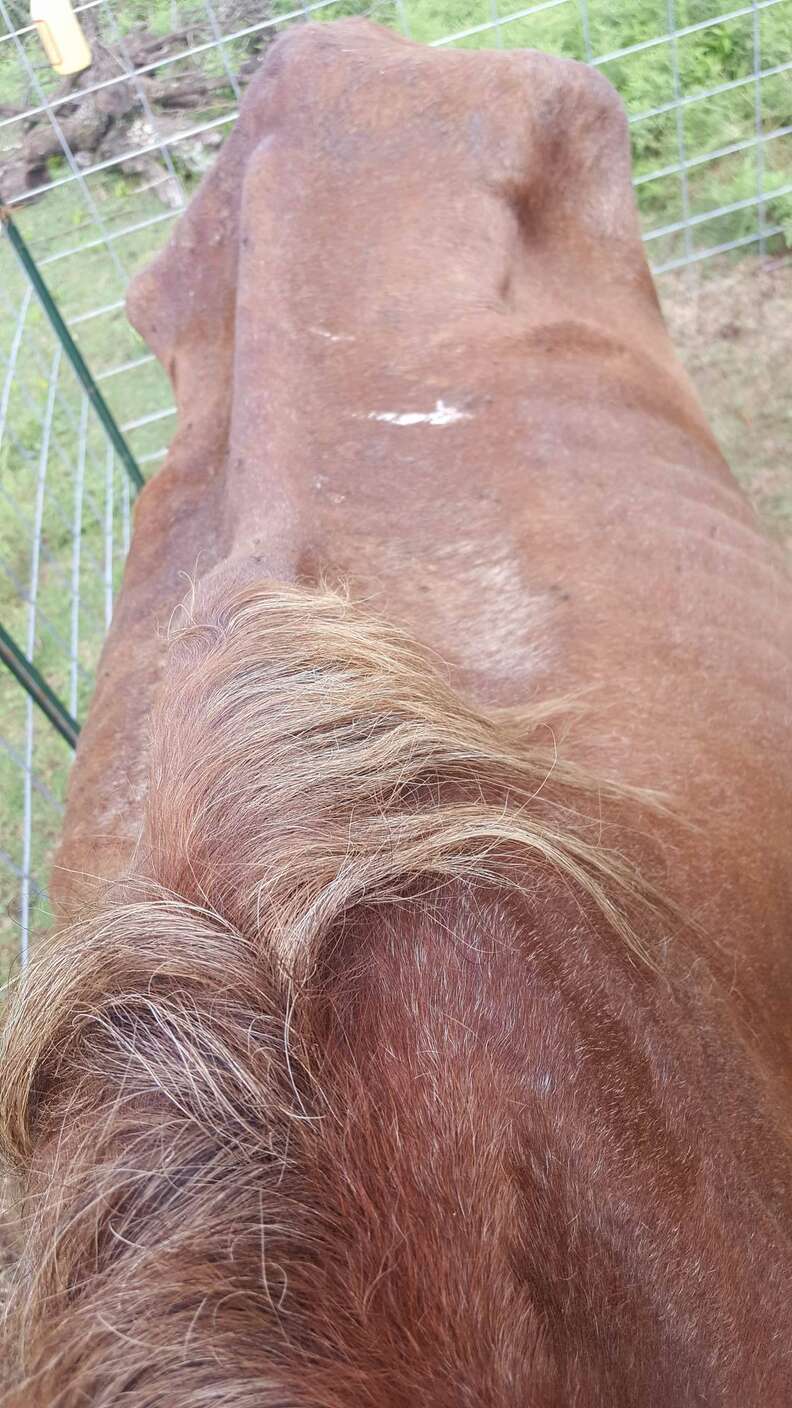 Emaciated horse saved from slaughter