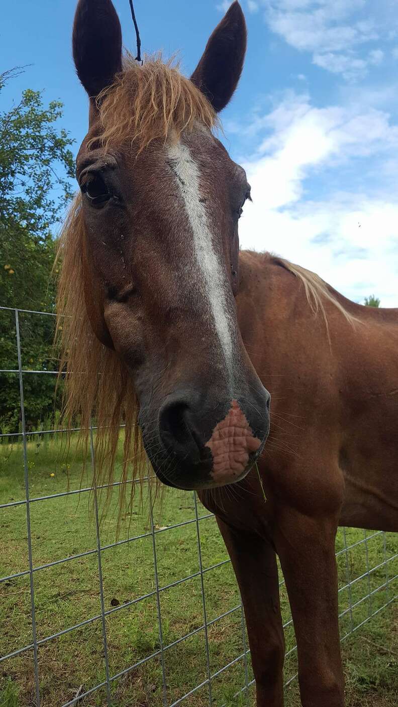 Horse saved from slaughter