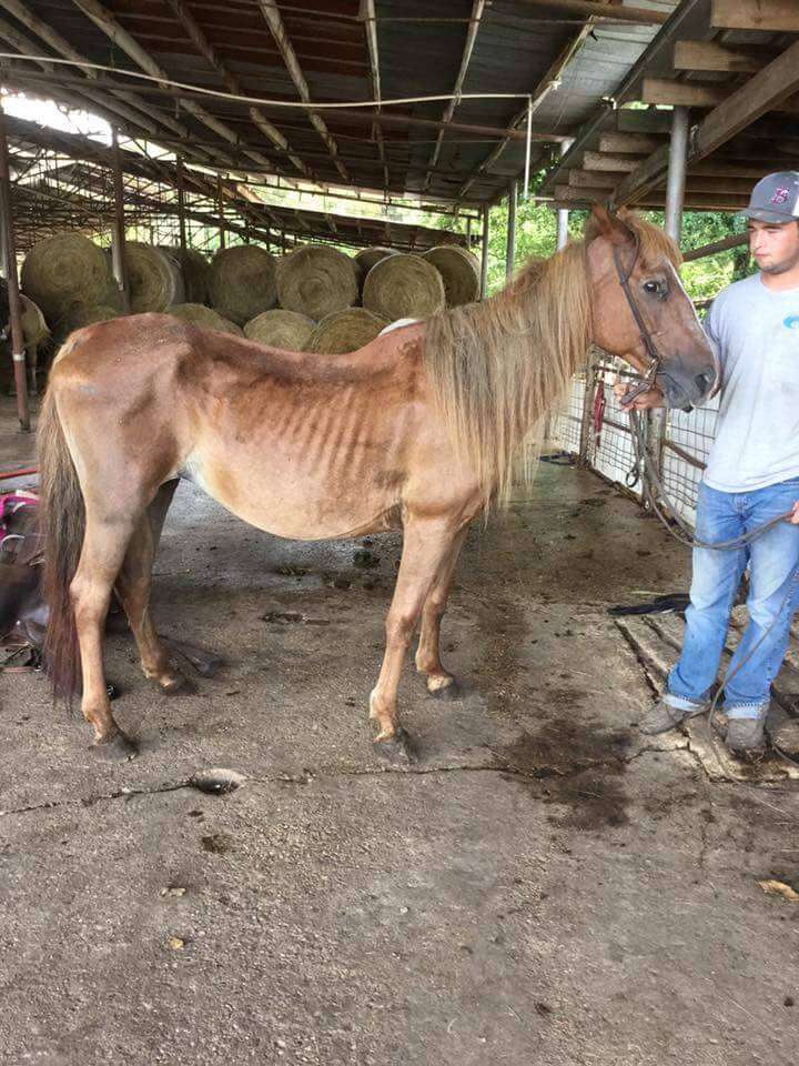 Skinny horse in ship pen