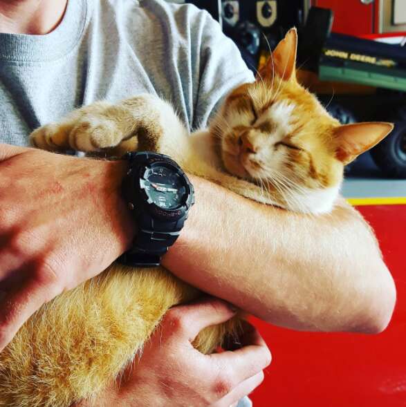 Person holding rescue cat