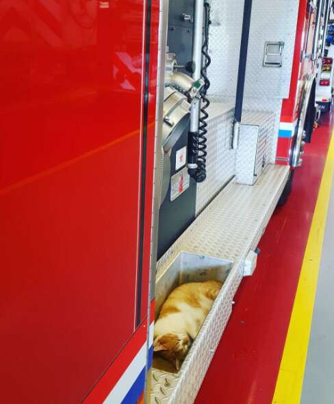 Rescue cat sleeping on fire truck