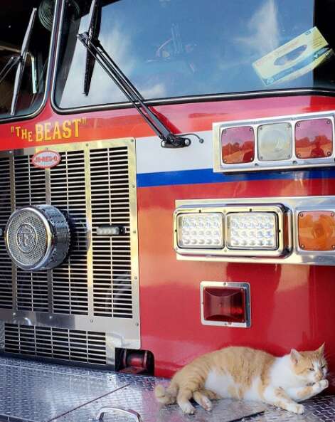 Rescue cat lying on firetruck